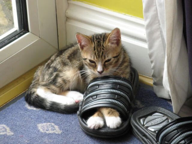 随机守望先锋 战队战术革新提升战斗力，守望先锋的队伍