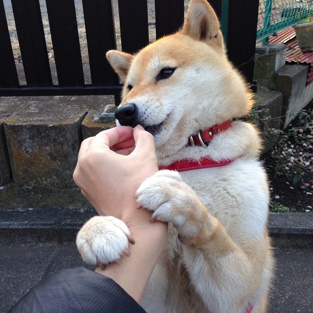 随机巴黎引进欧洲顶级中场，实力大幅升级，巴黎的中场