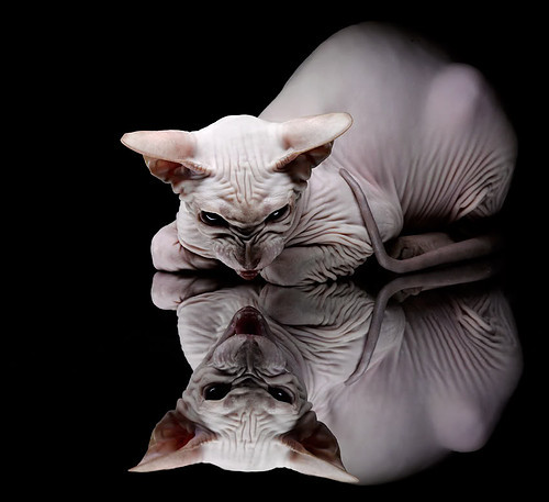 随机比利时游泳选手在比赛中展现出顽强拼搏精神，比利时游泳运动员