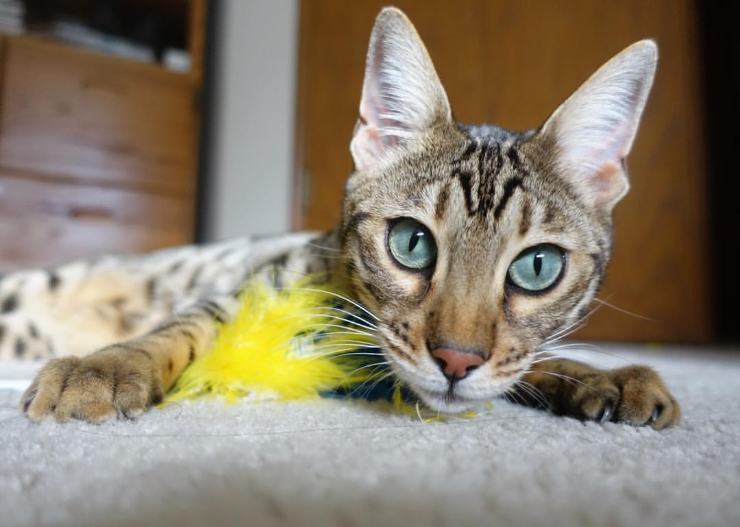 随机KPL官方赛事奖金创新高，kpl2021奖金