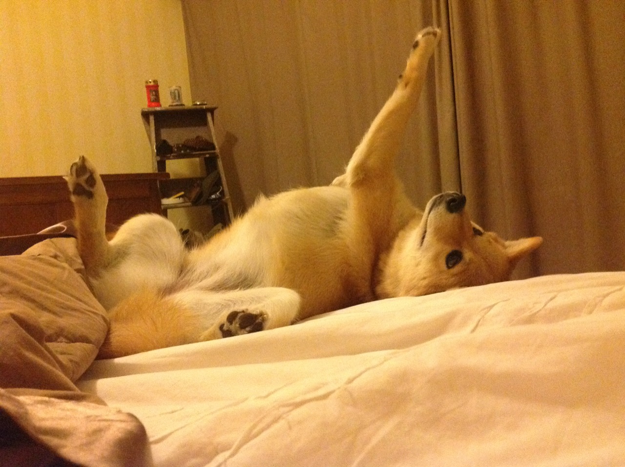 随机TL社交媒体关注度稳居LCS前列，社交媒体热度