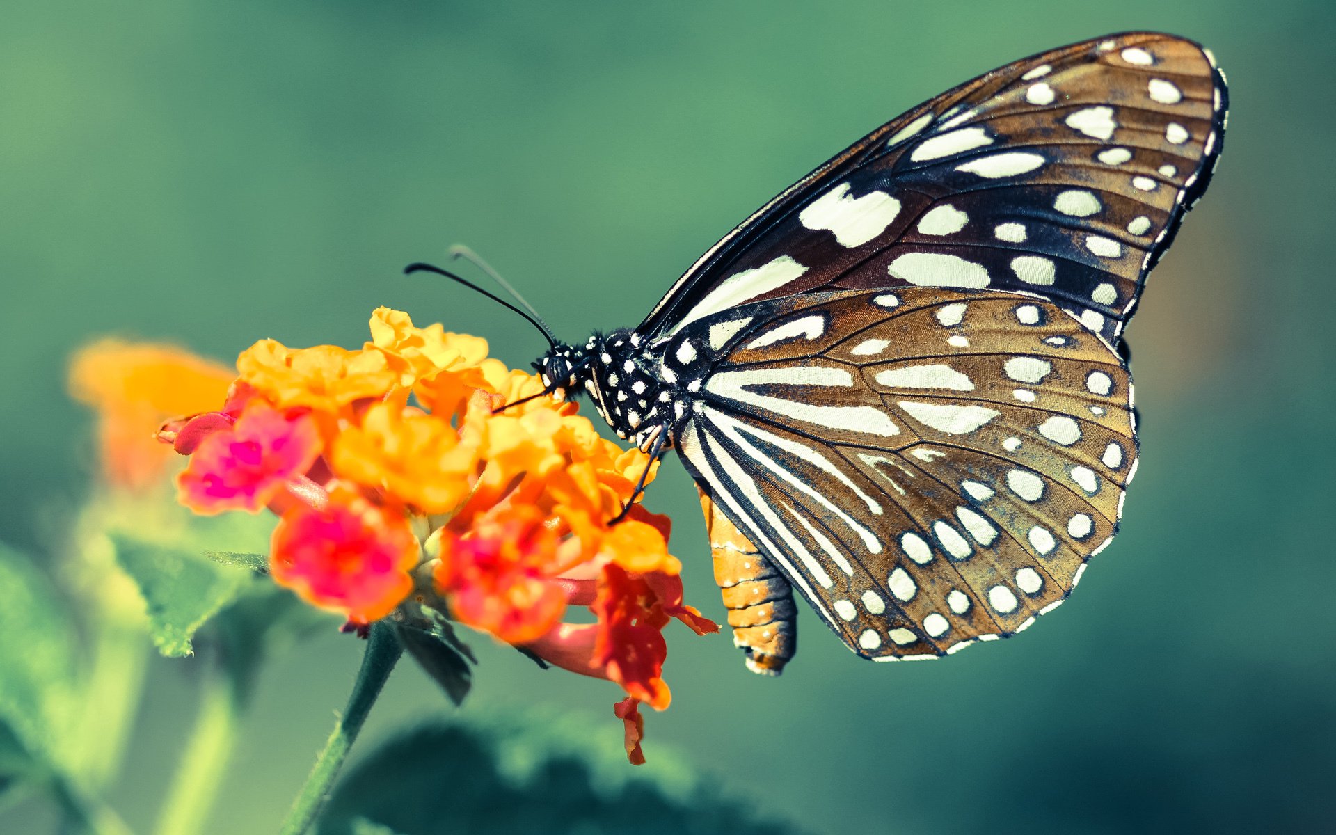 kaiyun.com-悉尼国王季后赛席位稳固，悉尼国际赛