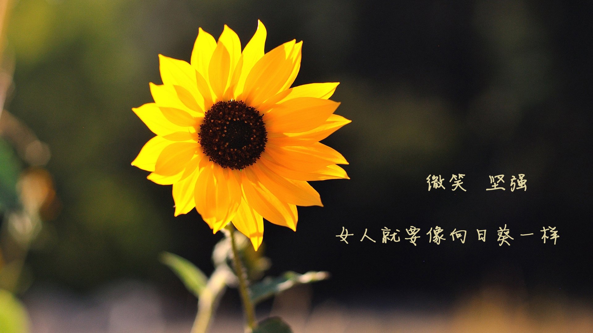 kaiyun-摩洛哥队防守表现出色，零封对手，摩洛哥阵营