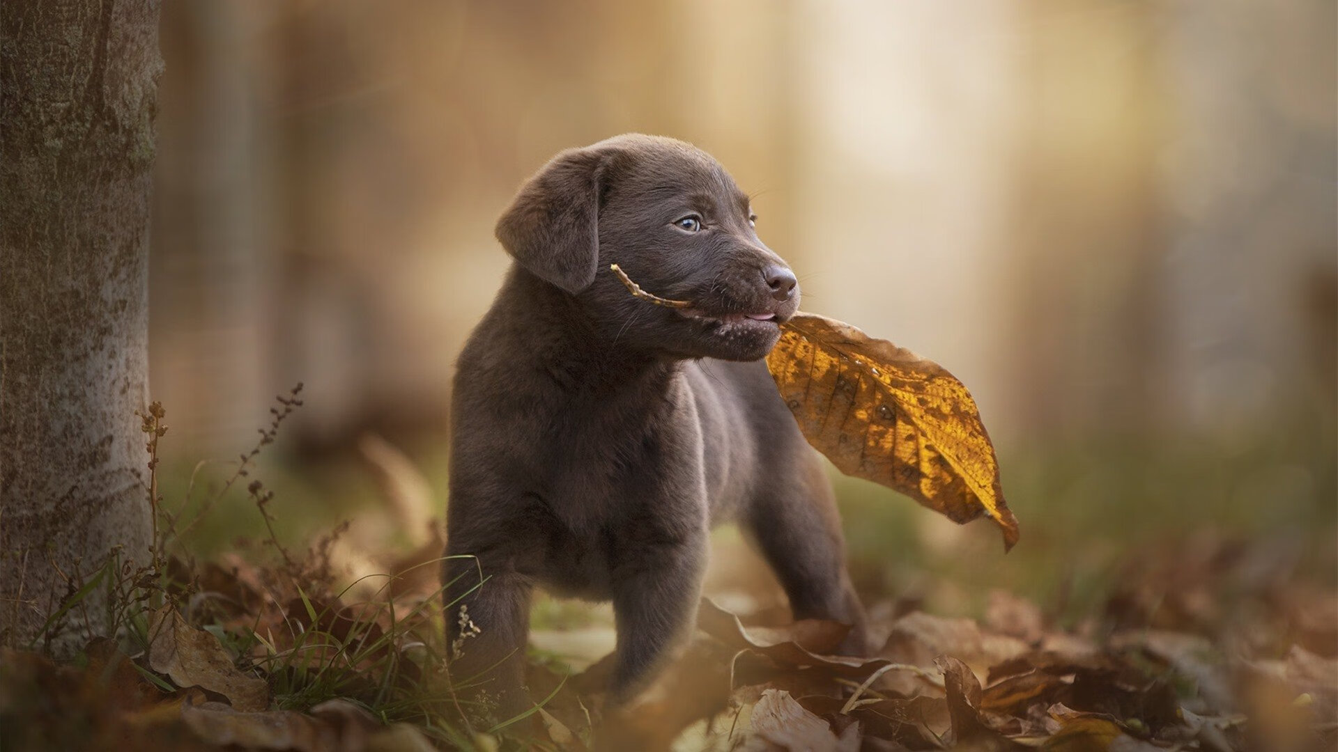 Kaiyun APP-200蝶冠军选手技术动作细节，2021年200米蝶泳决赛