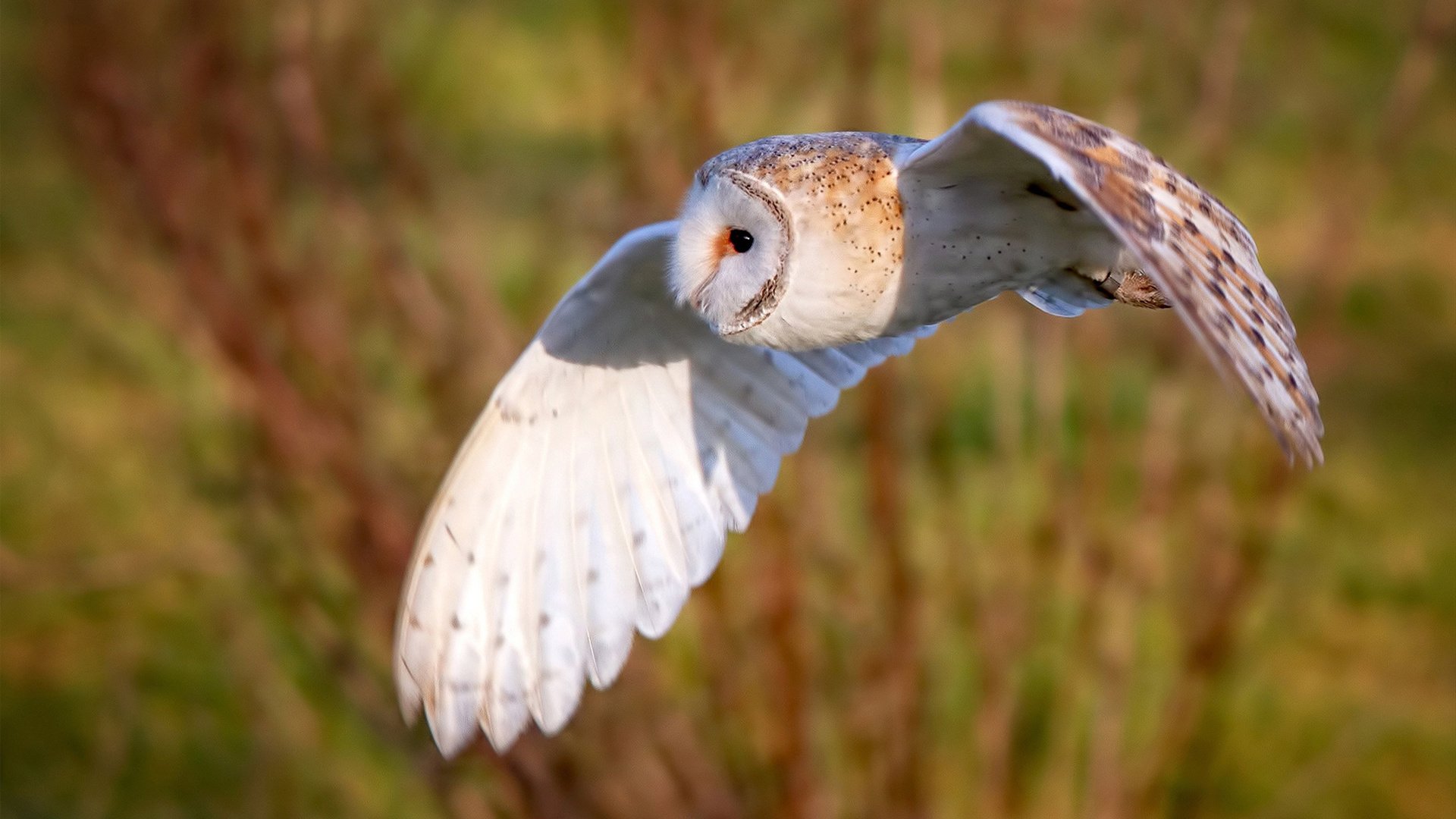 开云网站-球队无奥运参赛历史，国际舞台等待突破，奥运落选赛参赛球队