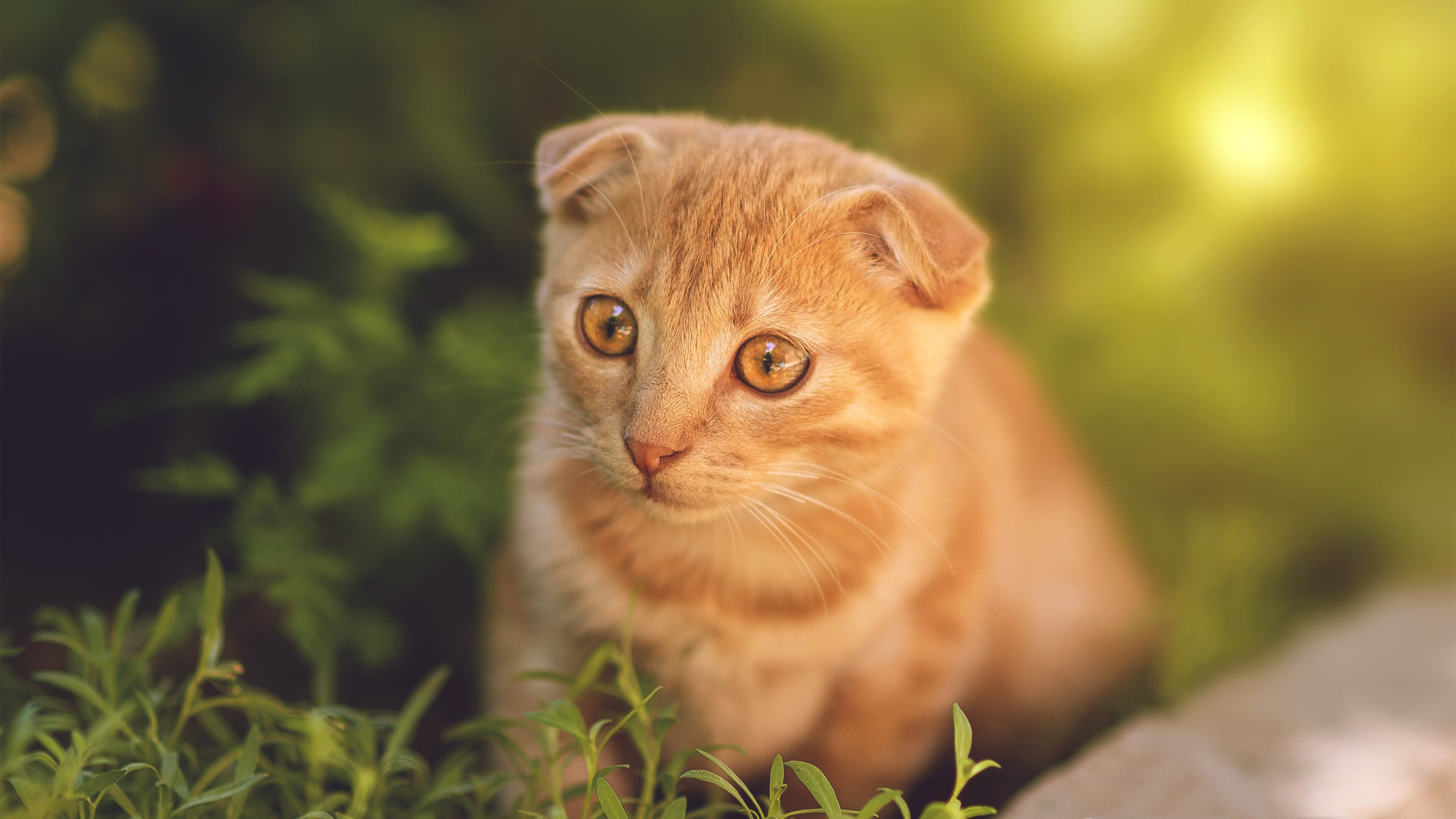 KAIYUNAPP-塞内加尔男篮在非洲锦标赛中奋力拼搏，争夺冠军荣耀，塞内加尔男篮名单